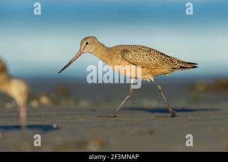 Marmorierte Godwit Limosa fedoa, entlang der Küste, Morro Bay, Kalifornien, USA, Oktober Stockfoto