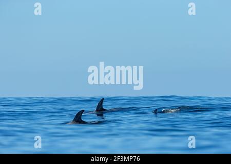 Risso's Dolphin Grampus griseus, pod schwimmen im offenen Ozean, Moss Landing, Monterey Bay, Kalifornien, USA, Oktober Stockfoto