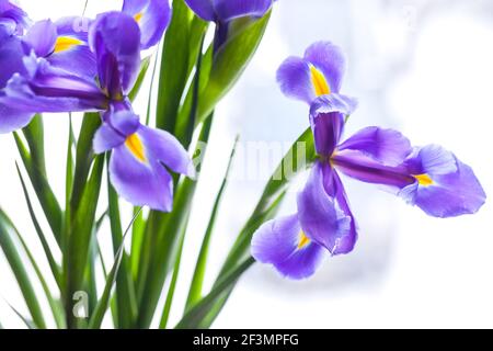 Japanische Iris über verschwommenem Hintergrund, Nahaufnahme mit weichem Fokus. Iris Laevigata Stockfoto
