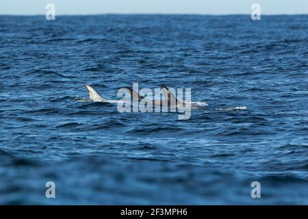 Risso's Dolphin Grampus griseus, pod schwimmen im offenen Ozean, Moss Landing, Monterey Bay, Kalifornien, USA, Oktober Stockfoto