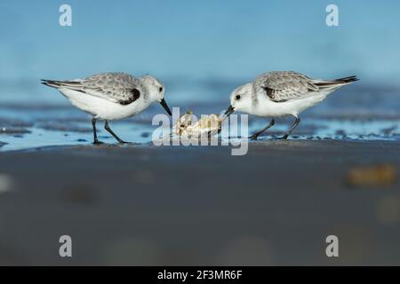 Sanderling Calidris alba, entlang der Küste, Morro Bay, Kalifornien, USA, Oktober Stockfoto