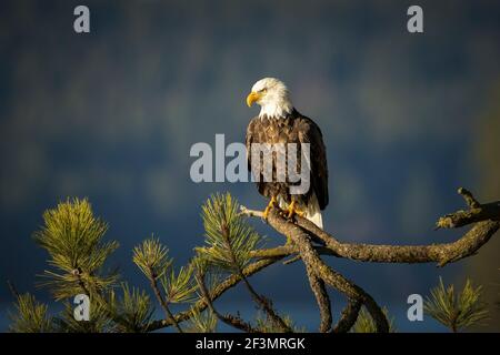 Ein großer Weißkopfseeadler sitzt auf einem großen Zweig im Norden Idaho. Stockfoto