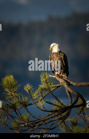 Ein großer Weißkopfseeadler sitzt auf einem großen Zweig im Norden Idaho. Stockfoto