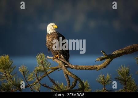 Ein großer Weißkopfseeadler sitzt auf einem großen Zweig im Norden Idaho. Stockfoto