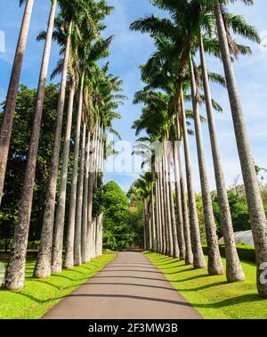 Peradeniya Royal Botanic Gardens in der Nähe von Kandy Stadt, Sri Lanka. Die Königlichen Botanischen Gärten von Peradeniya sind der größte der botanischen Gärten Sri Stockfoto