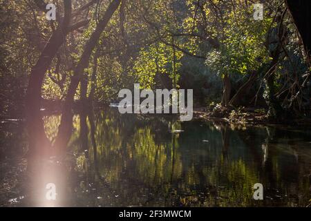 Schöner Waldsee umgeben von Bäumen mit grünen Blättern an einem sonnigen Sommertag. Die Sonne scheint durch die Bäume und spiegelt sich im ruhigen Wasser. Sum Stockfoto