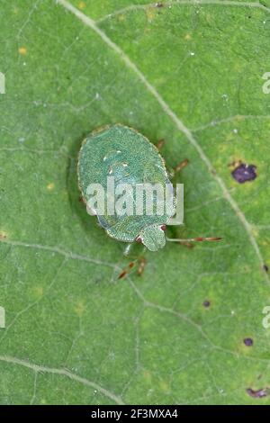 Nymphe mit grünem Schild (Palomena prasina) Stockfoto