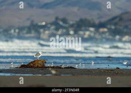 Westliche Möwe Larus occidentalis, Erwachsene auf Felsen, Morro Bay, Kalifornien, USA, Oktober Stockfoto