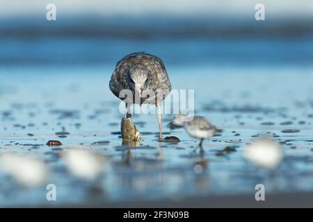 Westliche Möwe Larus occidentalis, Schwimmen für Erwachsene im Hafen, Moss Landing, Kalifornien, USA, Oktober Stockfoto