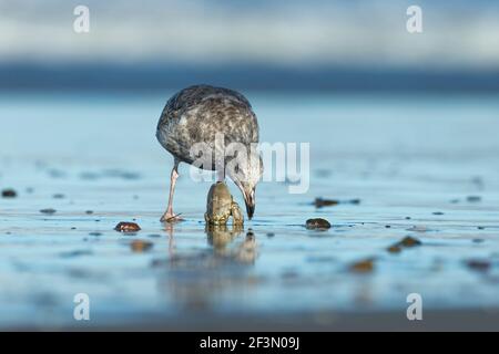 Westliche Möwe Larus occidentalis, Schwimmen für Erwachsene im Hafen, Moss Landing, Kalifornien, USA, Oktober Stockfoto