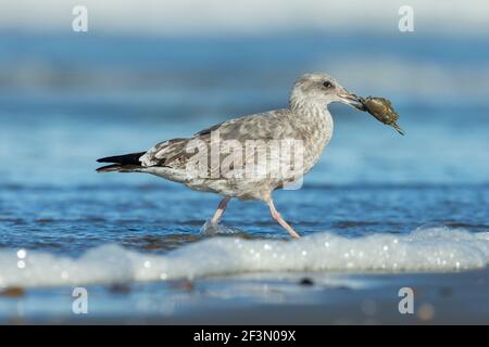 Westliche Möwe Larus occidentalis, Schwimmen für Erwachsene im Hafen, Moss Landing, Kalifornien, USA, Oktober Stockfoto