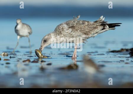 Westliche Möwe Larus occidentalis, Schwimmen für Erwachsene im Hafen, Moss Landing, Kalifornien, USA, Oktober Stockfoto