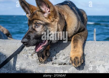 Ein Nahaufnahme Porträt eines fünfzehn Wochen alten Schäferhund Welpen. Blauer Himmel und Meer im Hintergrund Stockfoto