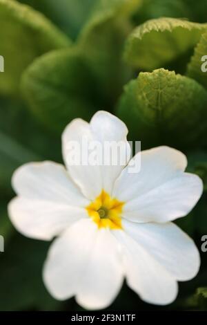 Weiße Primula mit zarten Blütenblättern, gelben Staubgefäßen und grünen Blättern im Garten, frühlingshafte primula Makro, Blumenfoto, Makrofotografie Stockfoto