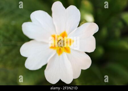 Weiße Primula mit zarten Blütenblättern, gelben Staubgefäßen und grünen Blättern im Garten, frühlingshafte primula Makro, Blumenfoto, Makrofotografie Stockfoto