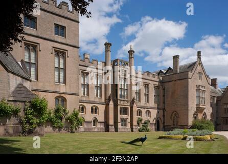 Pfau im Garten von Newstead Abbey, Süd-Fassade, Nottinghamshire, England, UK Stockfoto