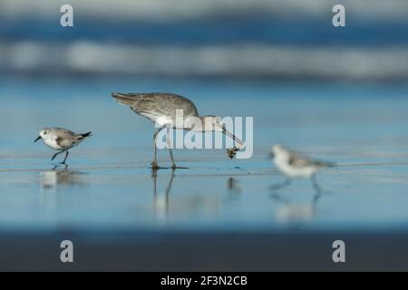 Willet Tringa semipalmata und Sanderling Calidris alba, entlang der Küste, Morro Bay, Kalifornien, USA, Oktober Stockfoto