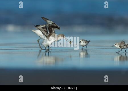 Willet Tringa semipalmata und Sanderling Calidris alba, entlang der Küste, Morro Bay, Kalifornien, USA, Oktober Stockfoto