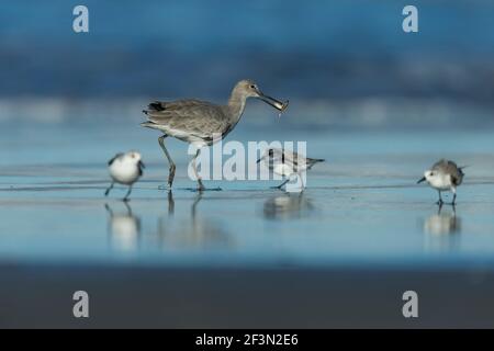 Willet Tringa semipalmata und Sanderling Calidris alba, entlang der Küste, Morro Bay, Kalifornien, USA, Oktober Stockfoto