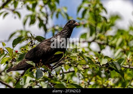 Seoul, Südkorea. 26th Mai 2017. Eine Amsel in einem Kirschbaum in Seoul, Südkorea. Stockfoto
