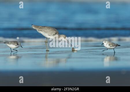 Willet Tringa semipalmata und Sanderling Calidris alba, entlang der Küste, Morro Bay, Kalifornien, USA, Oktober Stockfoto