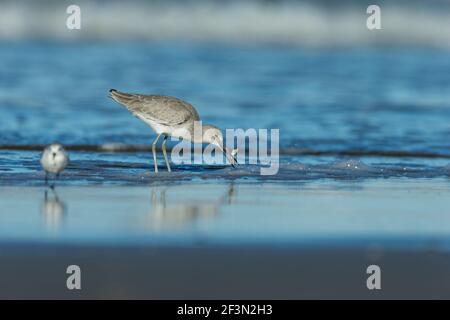 Willet Tringa semipalmata und Sanderling Calidris alba, entlang der Küste, Morro Bay, Kalifornien, USA, Oktober Stockfoto