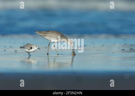 Willet Tringa semipalmata und Sanderling Calidris alba, entlang der Küste, Morro Bay, Kalifornien, USA, Oktober Stockfoto