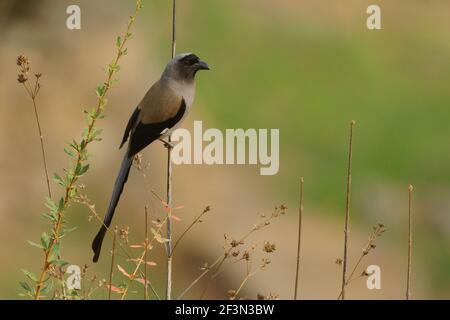 Gray Treepie (Dendrocitta formosae) in Uttarakhand, Indien Stockfoto