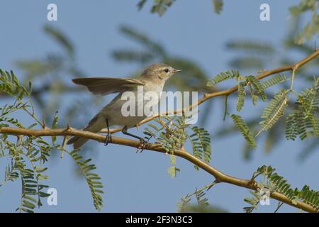 Gemeinsamen Zilpzalp (Phylloscopus Collybita) Stockfoto