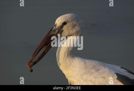 Asiatischer Entenschnabelstorch (Anastomus oscitans) mit Schnecke in seinem unverwechselbaren Schirm Stockfoto