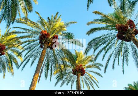 Palme mit grünen Blättern und Datteln darauf. Wunderschöne Palmen mit Datteln auf blauem Himmel Hintergrund. Ansicht von unten Stockfoto