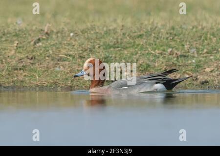 Männliche eurasische Wigeon (Mareca penelope) im Thol Bird Sanctuary, Gujarat, Indien Stockfoto