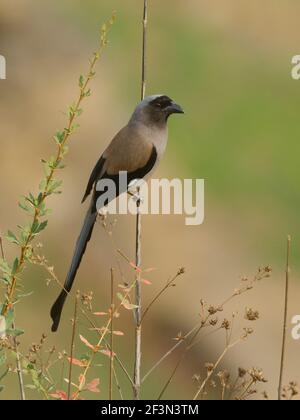 Gray Treepie (Dendrocitta formosae) in Uttarakhand, Indien Stockfoto