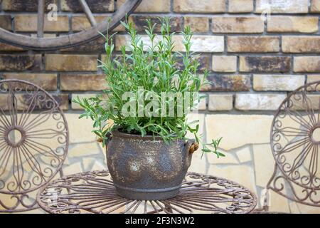 Schöner Platz im Garten im mediterranen Stil, Topf mit Lavendel auf dem Tisch Stockfoto