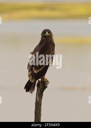 Großfleckiger Adler (Clanga Clanga) im Thol Vogelschutzgebiet, Gujarat, Indien Stockfoto