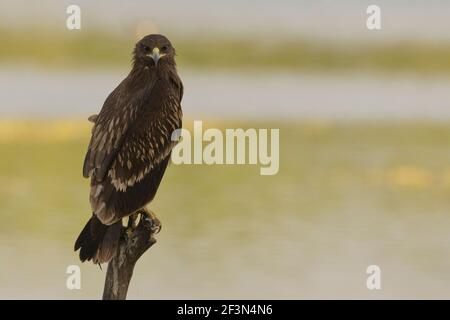 Großfleckiger Adler (Clanga Clanga) im Thol Vogelschutzgebiet, Gujarat, Indien Stockfoto