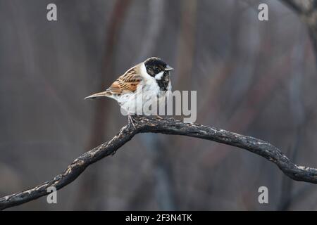 Schilfhalmhämmer (Emberiza schoeniclus) im Zuchtgefieder Stockfoto