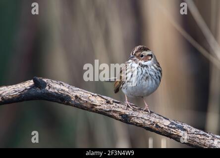 Kleiner Ammerling (Emberiza pusilla), ein überwinternder Landstreifer nach Großbritannien Stockfoto