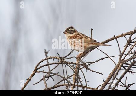 Rustikaler Ammer (Emberiza rustica), erster Sommermännchen. Ein überwinternder Landstreifer in Großbritannien Stockfoto