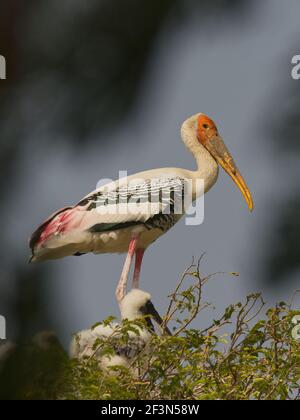 Maler Storch (Mycteria leucocephala) auf dem Nest Stockfoto