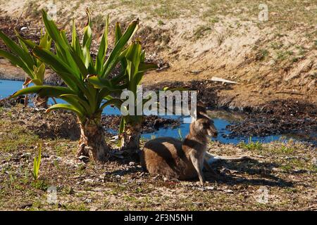 Pebbly Beach im Murramarang National Park in Australien Stockfoto