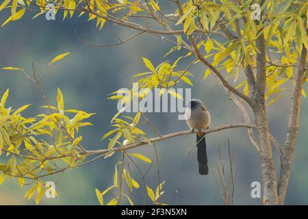 Gray Treepie (Dendrocitta formosae) in Uttarakhand, Indien Stockfoto