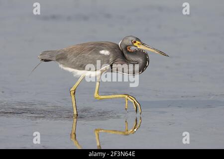 Tricolored Heron Jagd nach Fischen (Egretta tricolor) Fort de Soto, florida, USA BI000788 Stockfoto