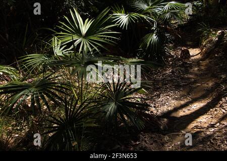 Pebbly Beach im Murramarang National Park in Australien Stockfoto