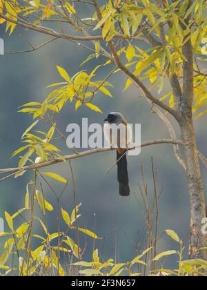 Gray Treepie (Dendrocitta formosae) in Uttarakhand, Indien Stockfoto