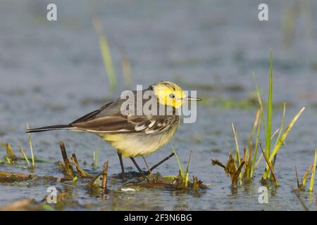 Citrine Wagtail (Motacilla citreola) in Gujarat, Indien Stockfoto