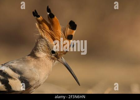 Eurasische Hoopoe (Upupa epops) aus nächster Nähe mit erhöhtem Wappen Stockfoto