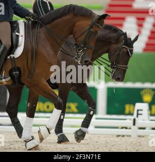 Zwei Lorbeerpferde in Dressur Warm Up Ring treten an Ein Spaziergang in der Zeit mit Beinschutz Polo Bandagen Schiene Stiefel und Glockenstiefel und englische Tack Stockfoto