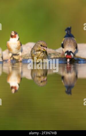 Europäischer Grünfink Chloris chloris, Weibchen mit zwei europäischen Goldfinken Carduelis carduelis am Waldbad, Tiszaalpár, Ungarn, Juli Stockfoto