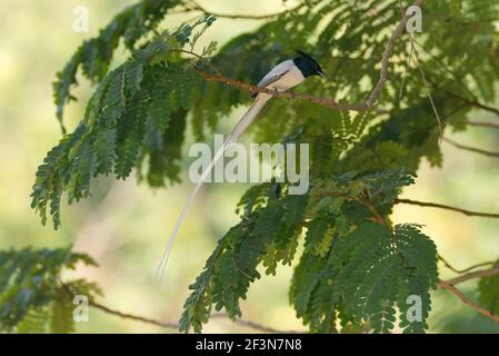 Indisches Paradies Fliegenfänger (Terpsiphone paradisi) Stockfoto